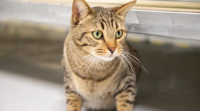 Cat stands near a kennel at the Herriman Animal Services short-term shelter