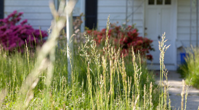 Tall grass and weeds