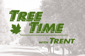 Tree-Time-Latest-News.png